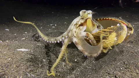 Coconut octopus feeding on plankton during night. Body half hidden in a Stock Footage 243344274