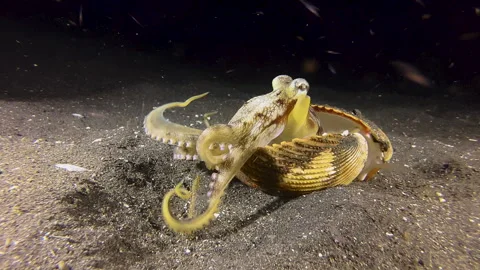 Coconut octopus feeding on plankton during night. Body half hidden in a Stock Footage 243344434