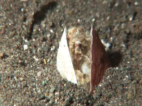 Coconut Octopus Stock Footage 98699483