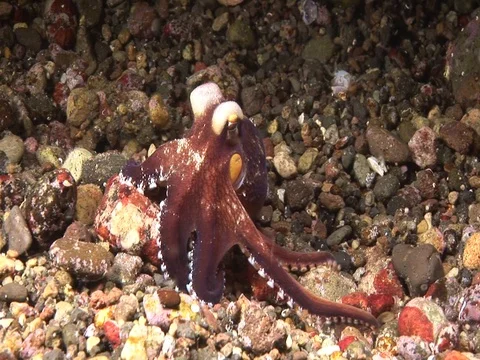 Coconut Octopus Stock Footage 98700186