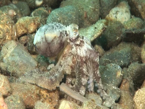 Coconut Octopus Stock Footage 98860430