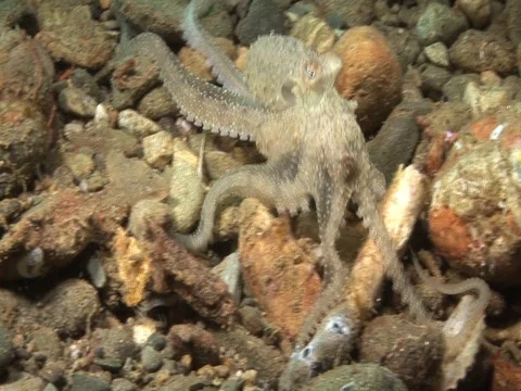Coconut Octopus Stock Footage 98860456