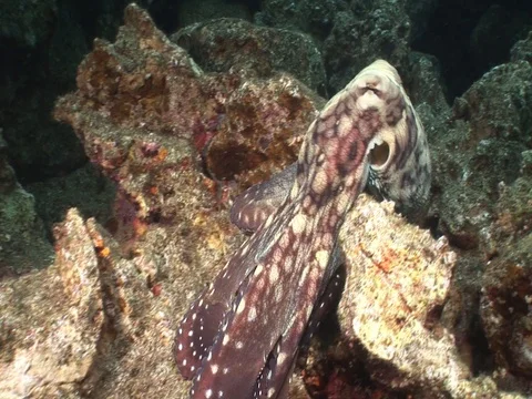 Coconut Octopus Stock Footage 98860536