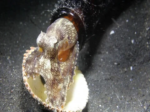 Coconut Octopus Stock Footage 98860932
