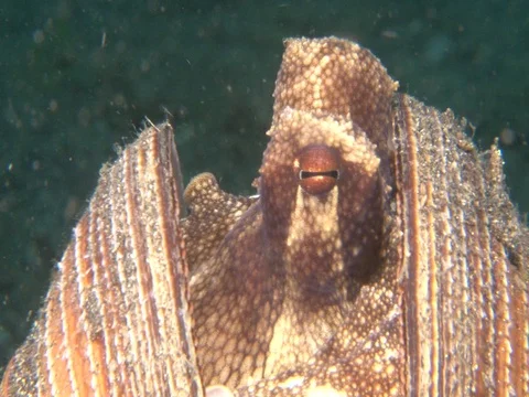 Coconut Octopus Stock Footage 98861136