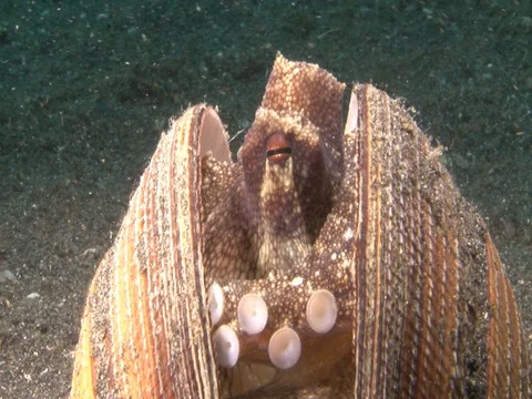 Coconut Octopus Stock Footage 98861187