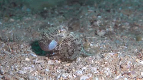 Coconut octopus Stock Footage 111455116