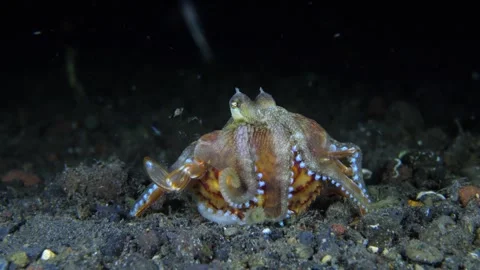 Coconut Octopus Stock Footage 274480261