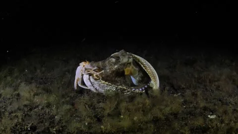 Coconut Octopus Stock Footage 274626030