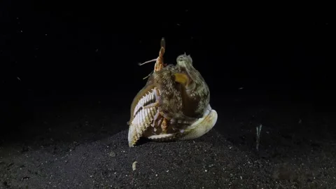 Coconut Octopus Stock Footage 274626074