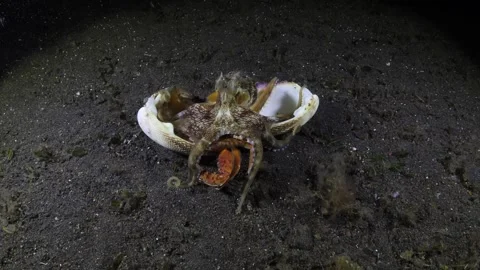 Coconut Octopus Stock Footage 274626084