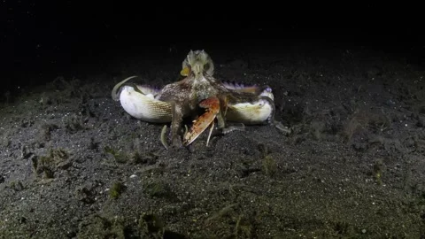 Coconut Octopus Stock Footage 274626113