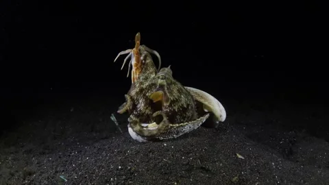 Coconut Octopus Stock Footage 274626116
