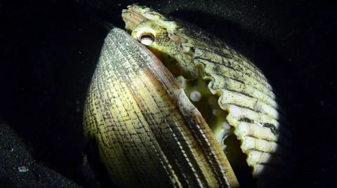 Coconut Octopus hiding in between shells, throwing out black sand Stock Footage 59691136
