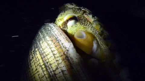 Coconut Octopus hiding in between shells, close up, throwing out black sand Stock Footage 59693308
