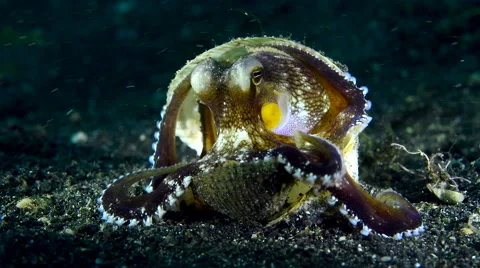 Coconut Octopus hiding in between shells, and walking away Stock Footage 59696402