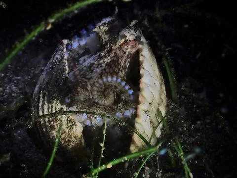 Coconut Octopus Hiding Between Shells Stock Photos