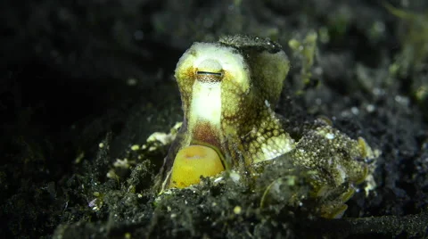Coconut Octopus hiding in black sand, sideways Stock Footage 59664028