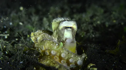 Coconut Octopus hiding in black sand, tentacles touching head Stock Footage 59667790
