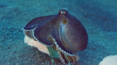 Coconut octopus hiding in a shell and suddenly changing color. Lembeh Strait, Video stock 87185382
