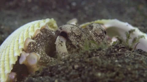 Coconut Octopus hiding in shells 001 Stock Footage 62402453