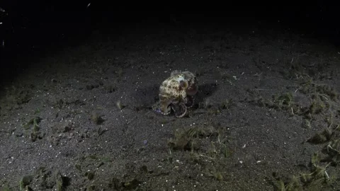 Coconut Octopus hunting Stock Footage 263948285