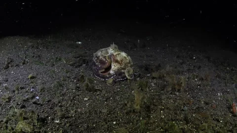 Coconut Octopus hunting Stock Footage 263948316