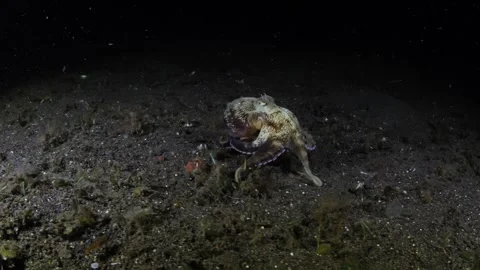 Coconut Octopus hunting Stock Footage 263948330
