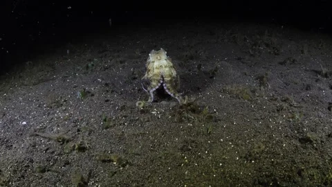 Coconut Octopus hunting Stock Footage 263948344