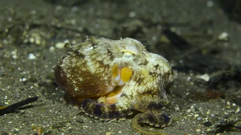 Coconut Octopus at Night 2 Stock Footage 64263047