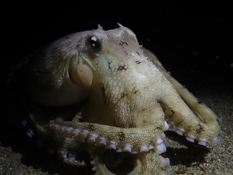 Coconut Octopus Stock Photos