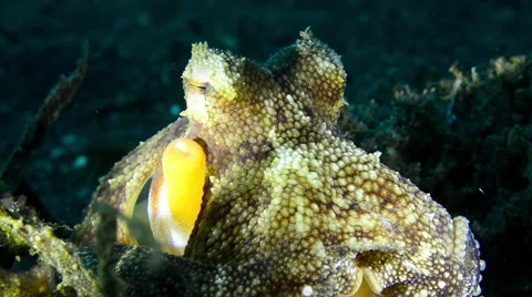 Coconut Octopus sitting close up Stock Footage 59658464