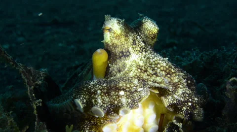 Coconut Octopus sitting tilt up from suckers Stock Footage 59658877