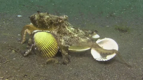 Coconut octopus successfully walking on sandy bottom with 5 mollusk shells Stock Footage 160944774