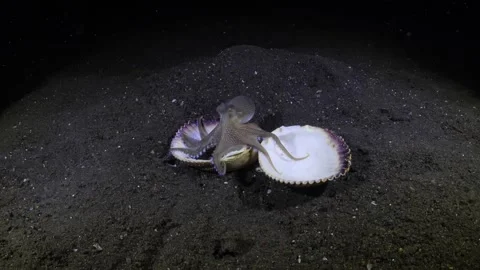Coconut Octopus under water Stock-Footage 259538543