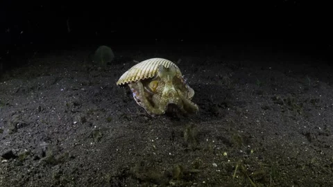 Coconut Octopus under water Stock Footage 275871014