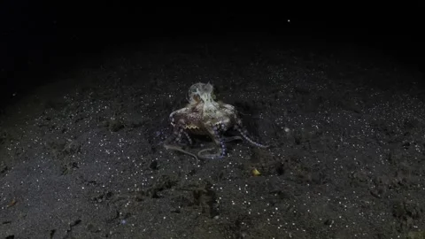 Coconut Octopus under water Stock Footage 275871028