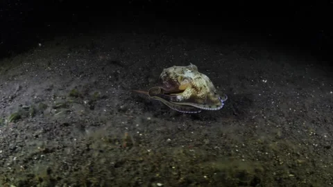Coconut Octopus under water Stock Footage 275871111