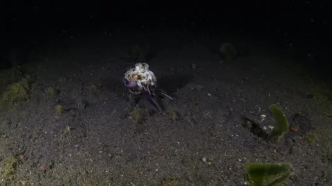 Coconut Octopus underwater Stock Footage 242639755
