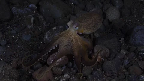 Coconut Octopus underwater Stock Footage 242700564