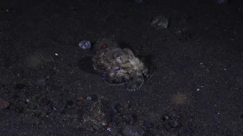 Coconut Octopus underwater Stock Footage 242701318