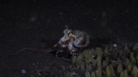 Coconut Octopus underwater Stock Footage 242701410