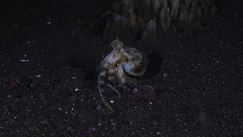 Coconut Octopus underwater Stock Footage 242701769