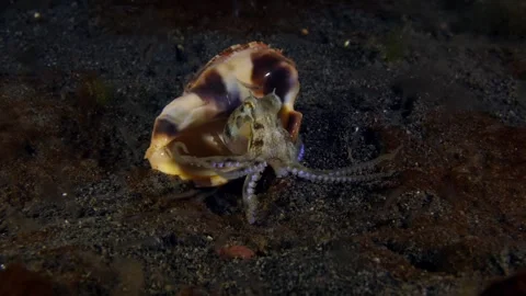 Coconut Octopus underwater Stock Footage 242761989