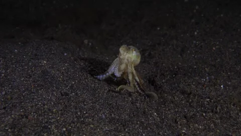 Coconut Octopus underwater Stock Footage 242771408