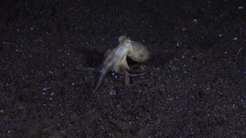 Coconut Octopus underwater Stock Footage 242772252
