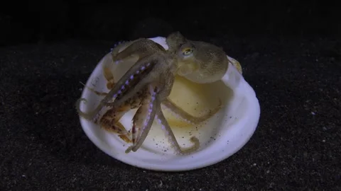 Coconut Octopus underwater Stock Footage 242772323