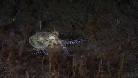 Coconut Octopus underwater Stock Footage 242774120