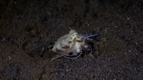Coconut Octopus underwater Stock Footage 242774155