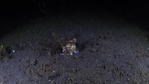 Coconut Octopus underwater Stock Footage 243202260